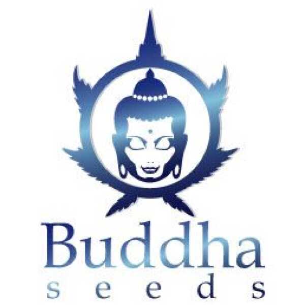 Budha Seeds
